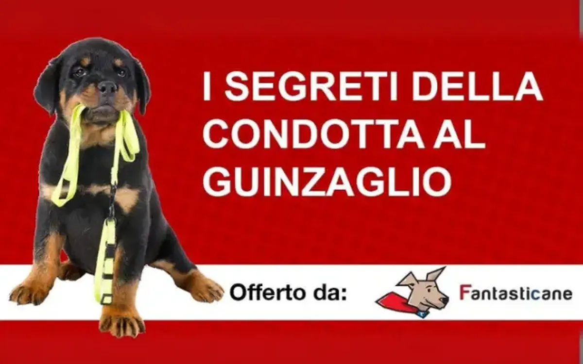 Download I Segreti della Condotta al Guinzaglio – Fantasticane