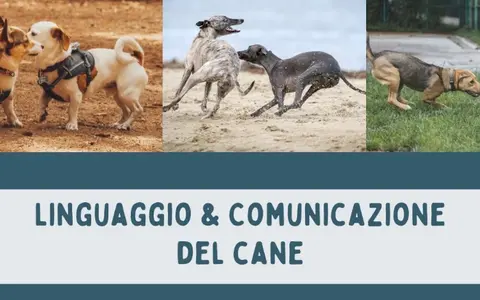 Download Linguaggio e Comunicazione del Cane – Educazione Cinofila