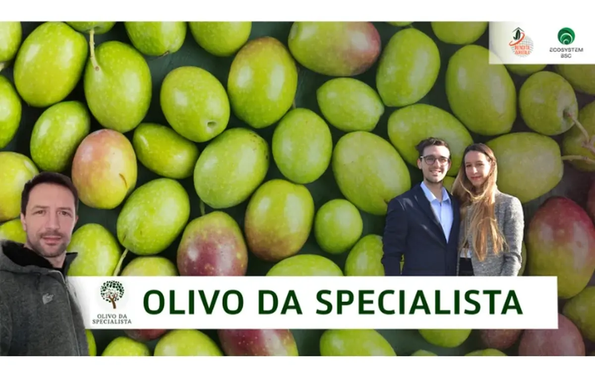 Download Olivo Da Specialista – Rendita Agricola
