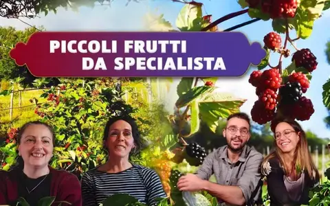 Download Piccoli Frutti da Specialista – Rendita Agricola