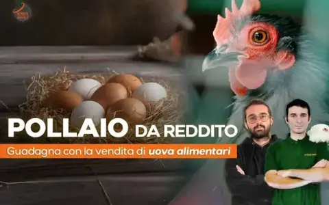 Download Pollaio da Reddito – Rendita Agricola